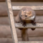 Kuny v podkroví – ako to je možné?