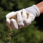 Ako založiť nový trávnik?