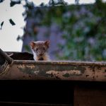 Škodcovia v ľudskom obydlí – ako sa ich zbaviť?